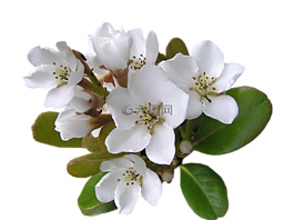 白,花,與