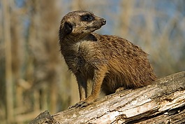 獴,動物園,動物