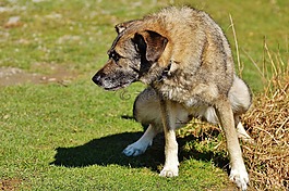 狗,動物,寵物
