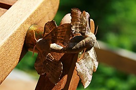 mottenart,小動物,毛茸茸