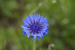 矢車菊,藍色,花