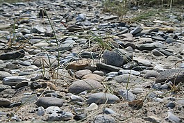 石頭,海灘,海岸