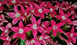 鮮花,這次,埃及 starcluster