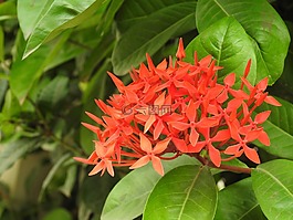 花,橙色,自然