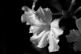被邀请参观。,杜鹃,花