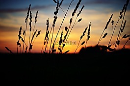 日落,景觀,性質(zhì)