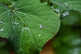 性质,秋,雨
