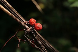 漿果,秋季,秋天的靜物