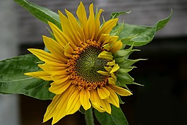 太陽花,開花,廠