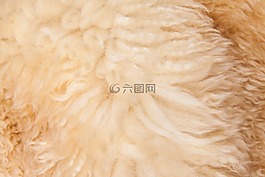 毛皮,結(jié)構(gòu),基金