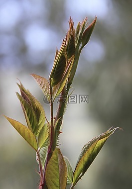 葉子,弗里施,綠色