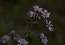 自然,花,植物區(qū)系