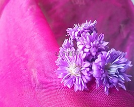 花,雏菊,紫色
