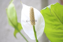 花,冬天,印度