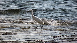 鷺,釣魚,鳥