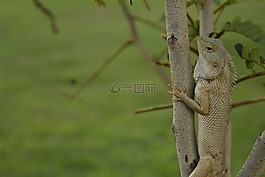 變色龍,自然的生活,野生動物