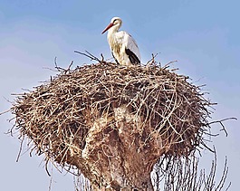 鹳,storchennest,鸟