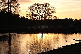 金黃色的光芒,公園,自然