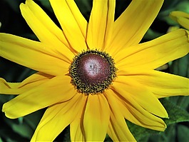 花,雛菊,黃色