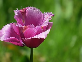 紫,郁金香,花