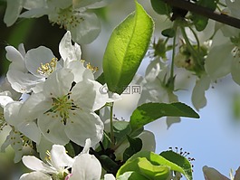 蘋果花,蘋果樹,白
