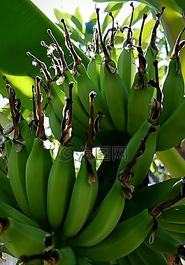 香蕉,水果,人工林