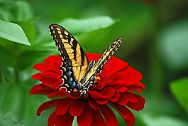 鲜花,春,红色