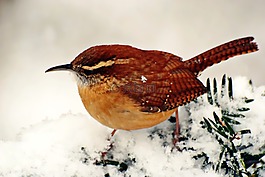 鳥,冬天,野生動物