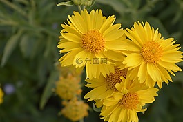 gaillardia台黄色,花,美丽