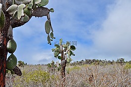 仙人掌,植物區(qū)系,異國(guó)情調(diào)