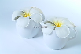 花,fragrapanti,詳細(xì)信息