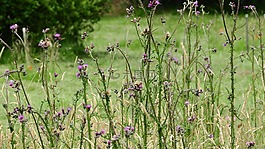 薊,草地