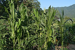 玉米,農(nóng)場(chǎng),夏天