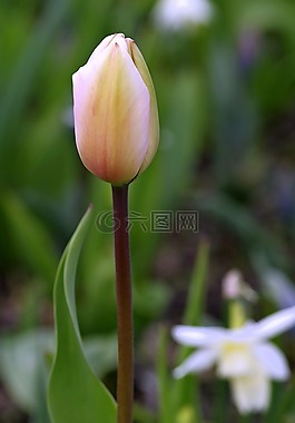 郁金香,綠色,黃色