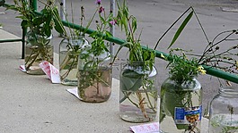 植物,植物学,百花草甸