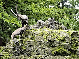 摩羯座,野生動物公園,角