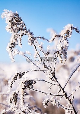 冬天,雪,性质