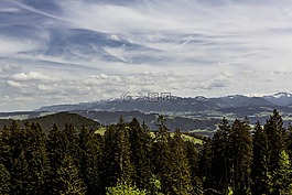 森林,希爾,山