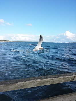 海鷗,飛,水禽