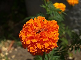 鮮花,花園