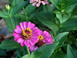 花,粉紅色,黃色