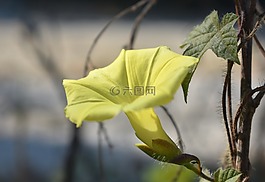 花,黃色,盛開(kāi)