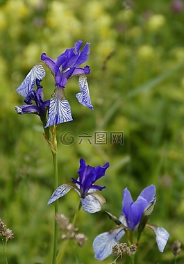 西伯利亞 schwertlilie,百合,鳶尾花