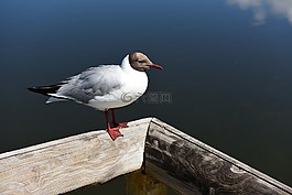 新疆,天鵝湖,湖