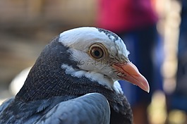 鴿子,鳥,動物