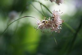 性質(zhì),廠,昆蟲