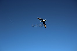 天空,鳥,飛行