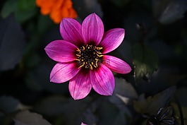 粉紅色的花,粉紅色,春天