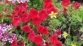 紅色的花,自然,開花