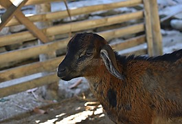 山羊,動物,農(nóng)場